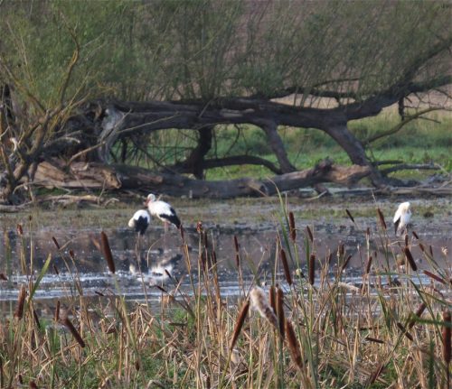 11092026ThuererWiesenLaacherSee002