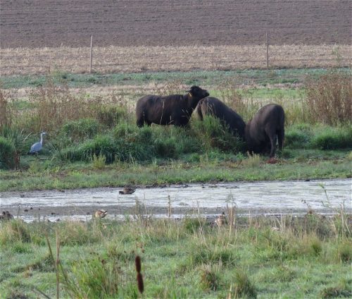 11092026ThuererWiesenLaacherSee003