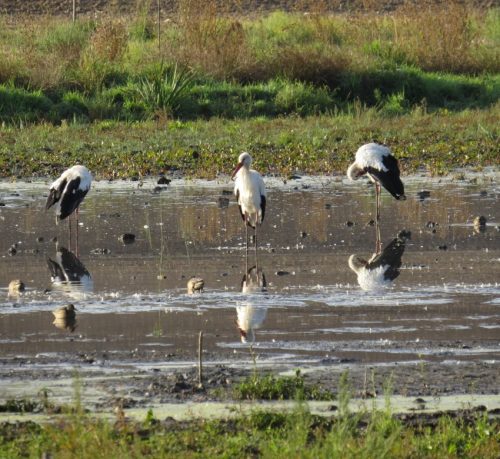 11092026ThuererWiesenLaacherSee007