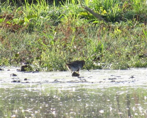 11092026ThuererWiesenLaacherSee010