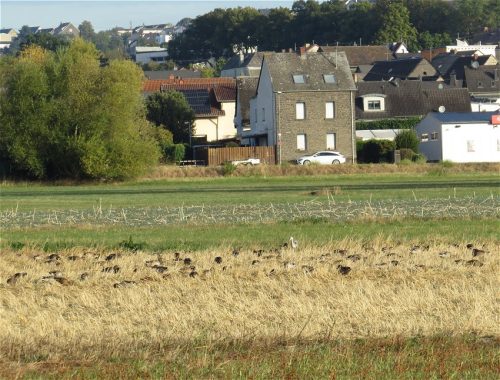 11092026ThuererWiesenLaacherSee011