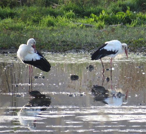 11092026ThuererWiesenLaacherSee012