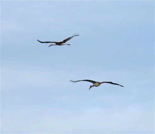 11092026ThuererWiesenLaacherSee016