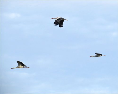 11092026ThuererWiesenLaacherSee018