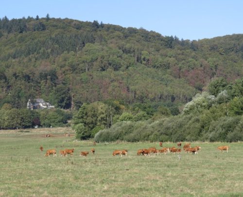 11092026ThuererWiesenLaacherSee043