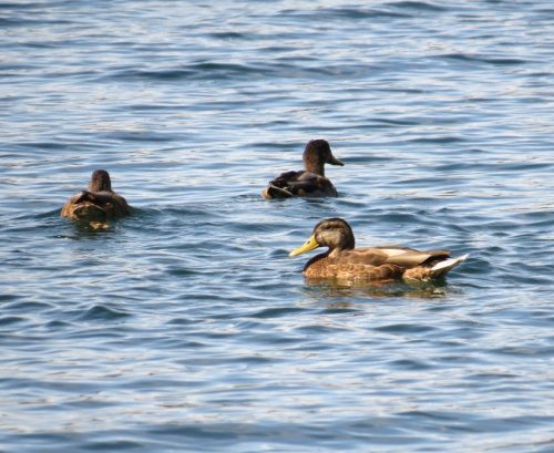 11092026ThuererWiesenLaacherSee069