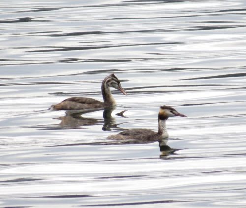 11092026ThuererWiesenLaacherSee078
