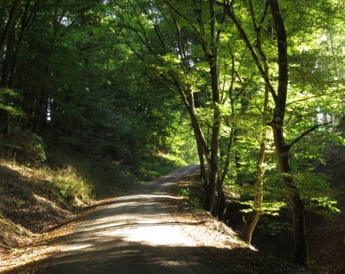 12082025Ehrbachklamm-002