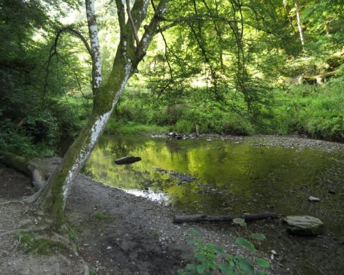 12082025Ehrbachklamm-011