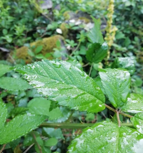 12082025Ehrbachklamm-018a
