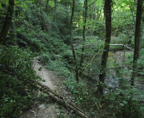 12082025Ehrbachklamm-020
