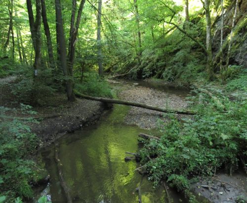 12082025Ehrbachklamm-022