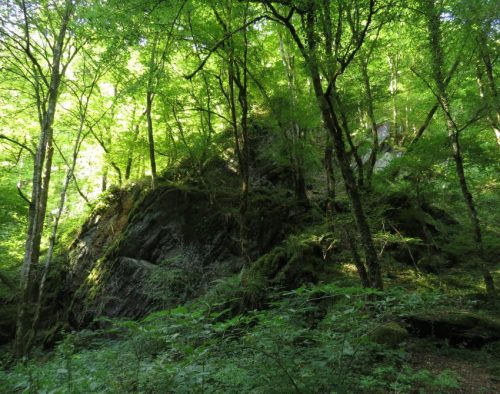12082025Ehrbachklamm-025