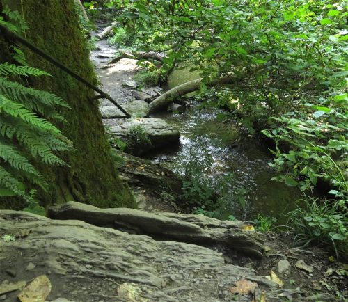 12082025Ehrbachklamm-026