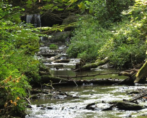 12082025Ehrbachklamm-042
