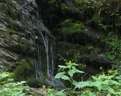 12082025Ehrbachklamm-044