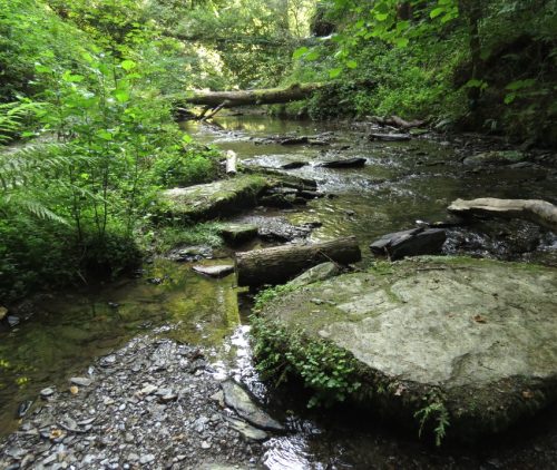 12082025Ehrbachklamm-051