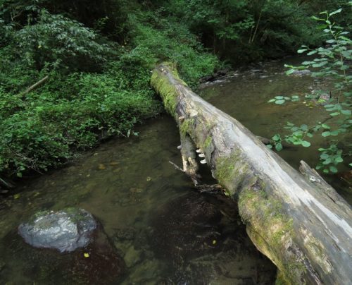12082025Ehrbachklamm-052
