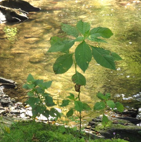 12082025Ehrbachklamm-054