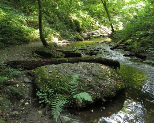 12082025Ehrbachklamm-057