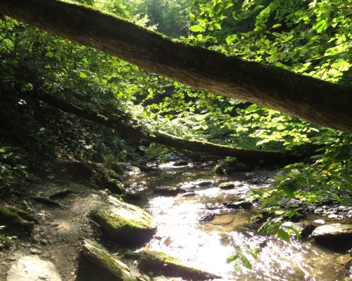 12082025Ehrbachklamm-059