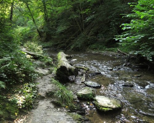 12082025Ehrbachklamm-060