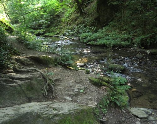 12082025Ehrbachklamm-061