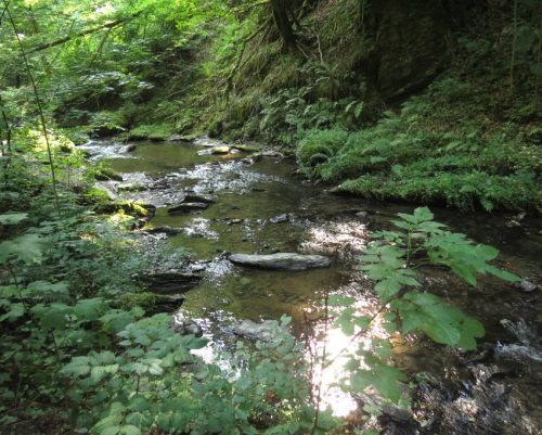 12082025Ehrbachklamm-062