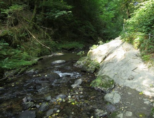 12082025Ehrbachklamm-063