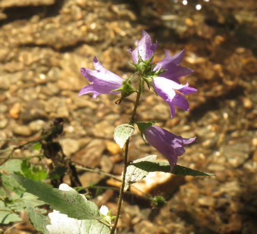 12082025Ehrbachklamm-066