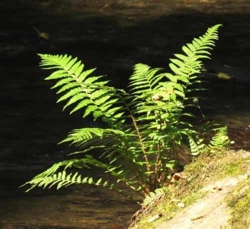 12082025Ehrbachklamm-067