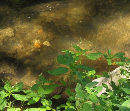 12082025Ehrbachklamm-070