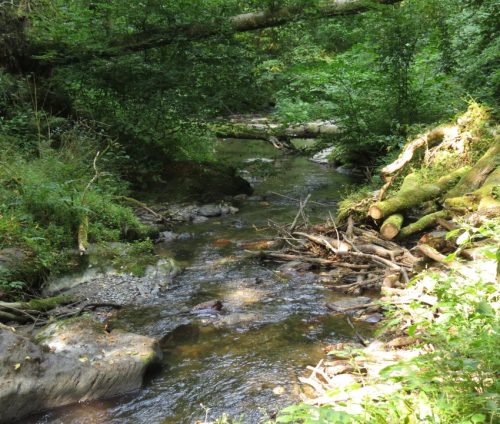 12082025Ehrbachklamm-071