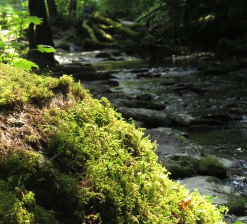 12082025Ehrbachklamm-073