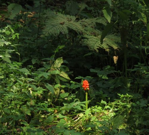 12082025Ehrbachklamm-074