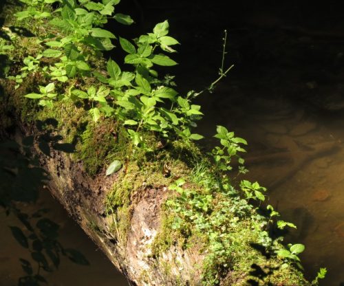 12082025Ehrbachklamm-075