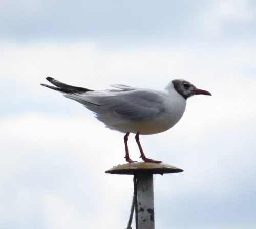 22082025RuedesheimSchifffahrtKO-037