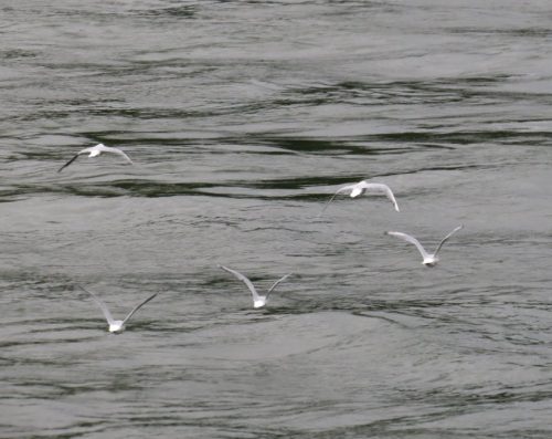22082025RuedesheimSchifffahrtKO-092