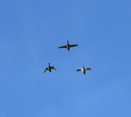 07092025ThuererWiesen-003a