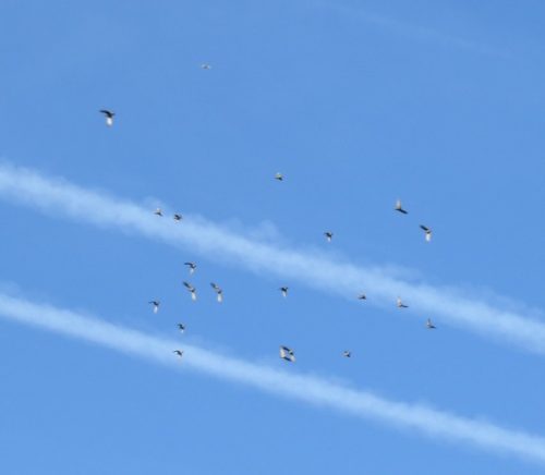 07092025ThuererWiesen-010