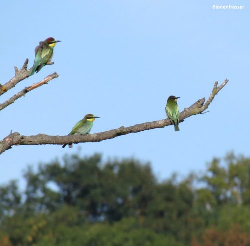 07092025ThuererWiesen-020