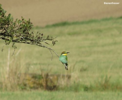 07092025ThuererWiesen-024