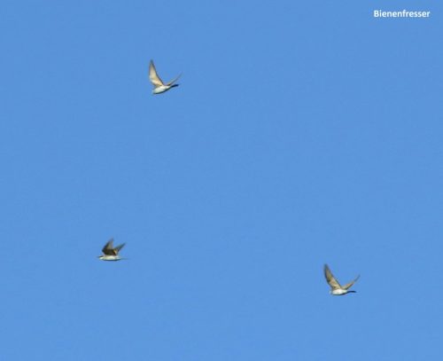 07092025ThuererWiesen-025