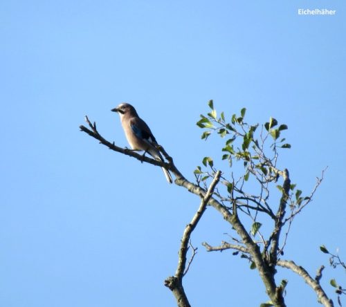 07092025ThuererWiesen-028
