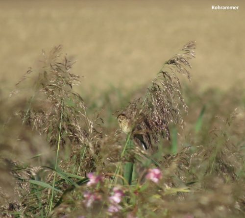07092025ThuererWiesen-034