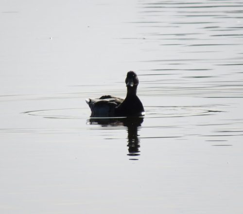 07092025ThuererWiesen-037