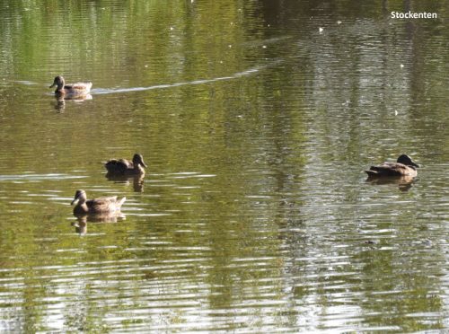 07092025ThuererWiesen-039