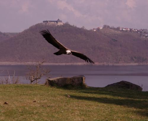 SchlossWaldeck013-2014