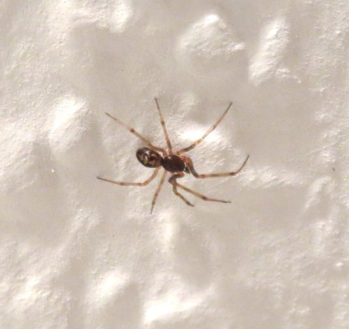 149Spinnentier Dreiecks-Fettspinne01