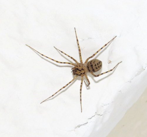 151Spinnentier Speispinne